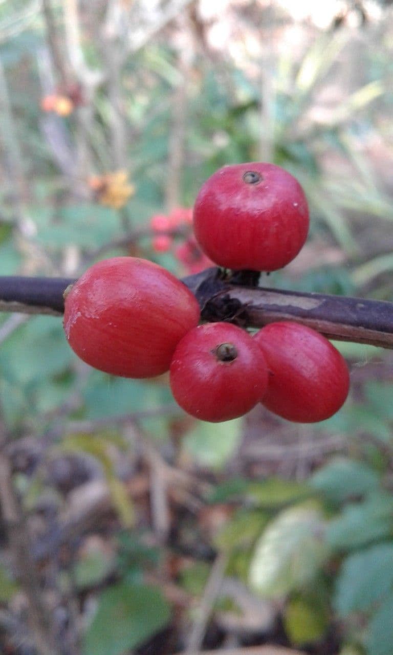 Caffè 4