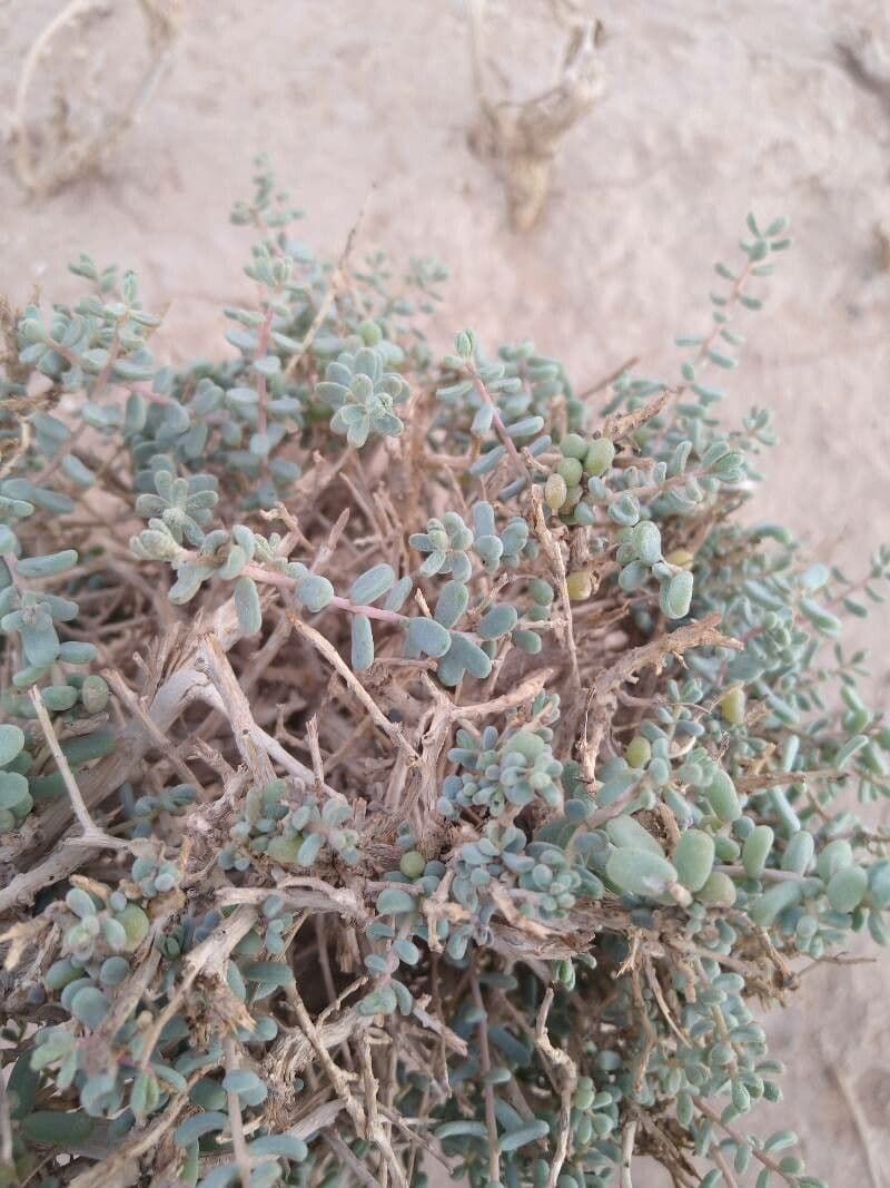 Suaeda vermiculata 16