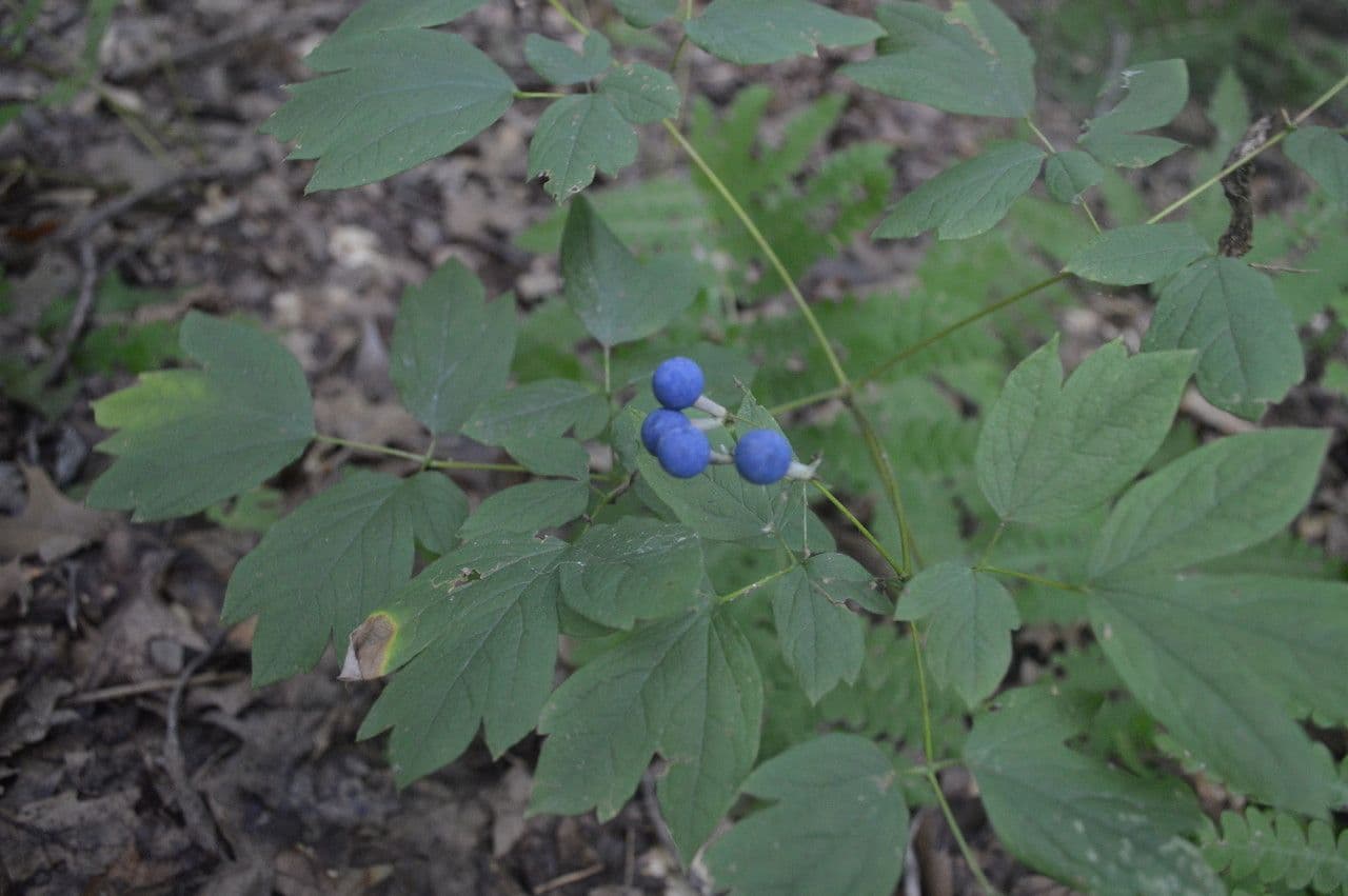 Caulophyllum 13