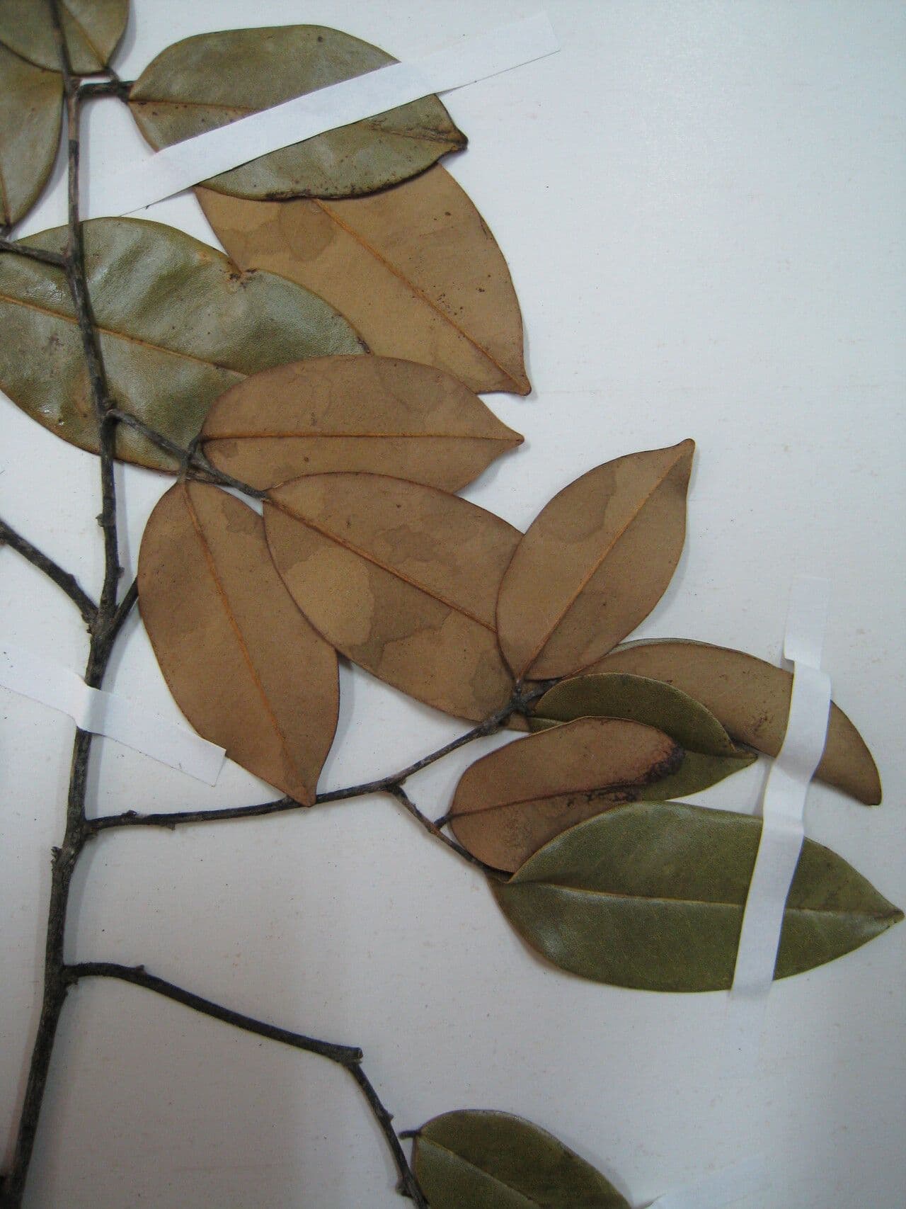 Swartzia