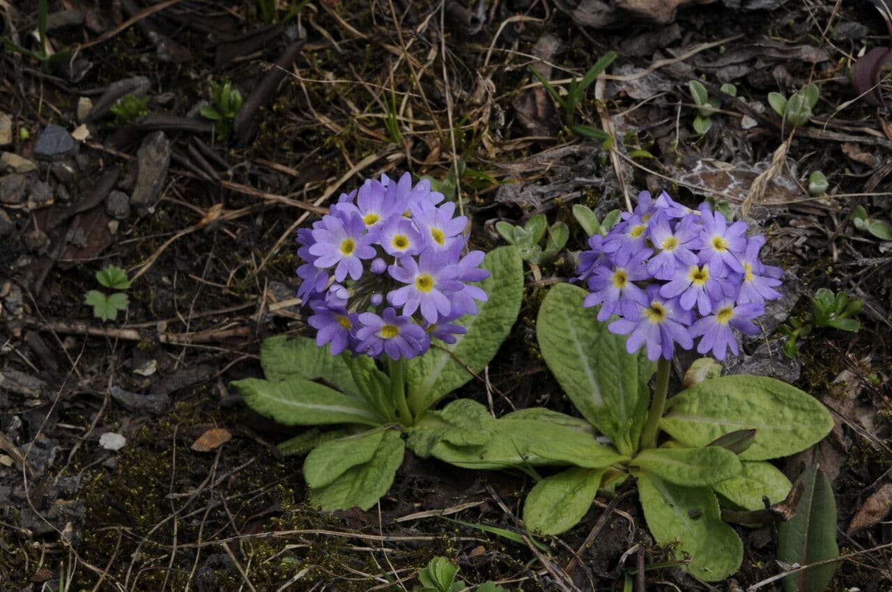 Primula denticolata 7
