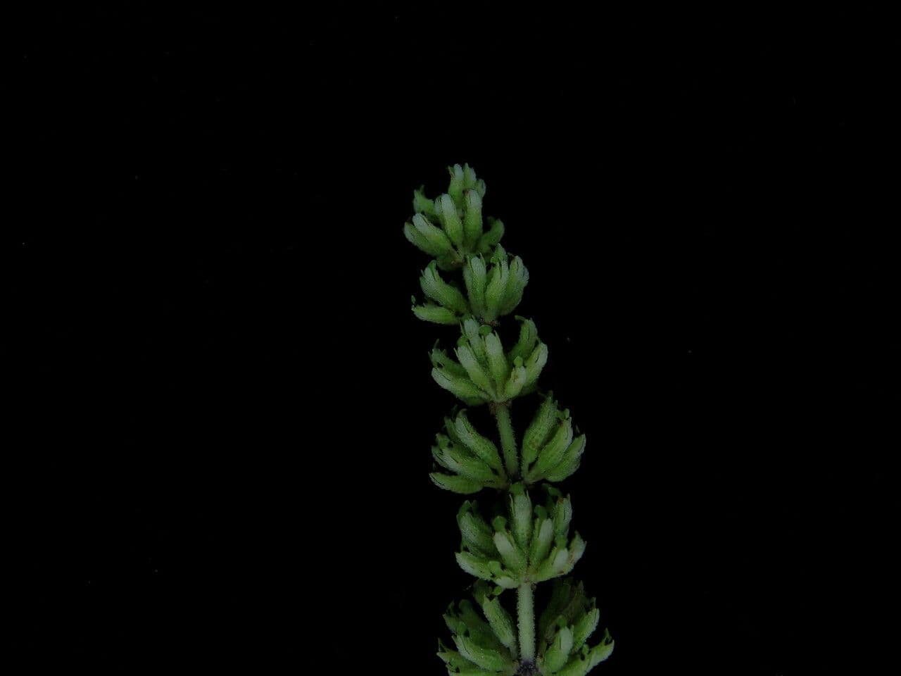 Platostoma 7