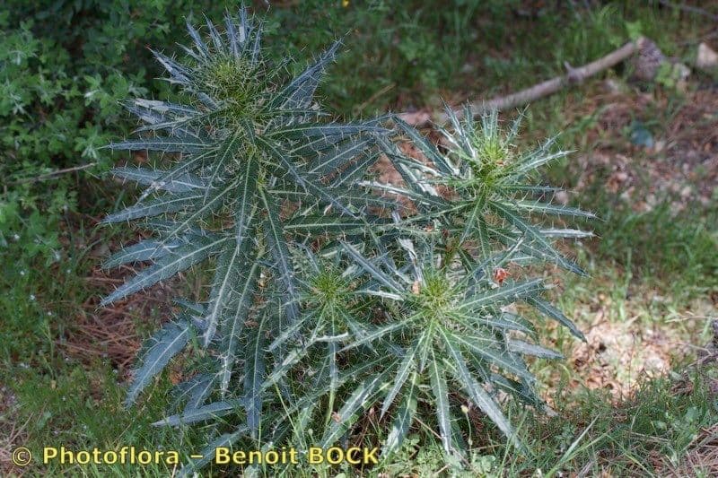 Ptilostemon casabonae 24