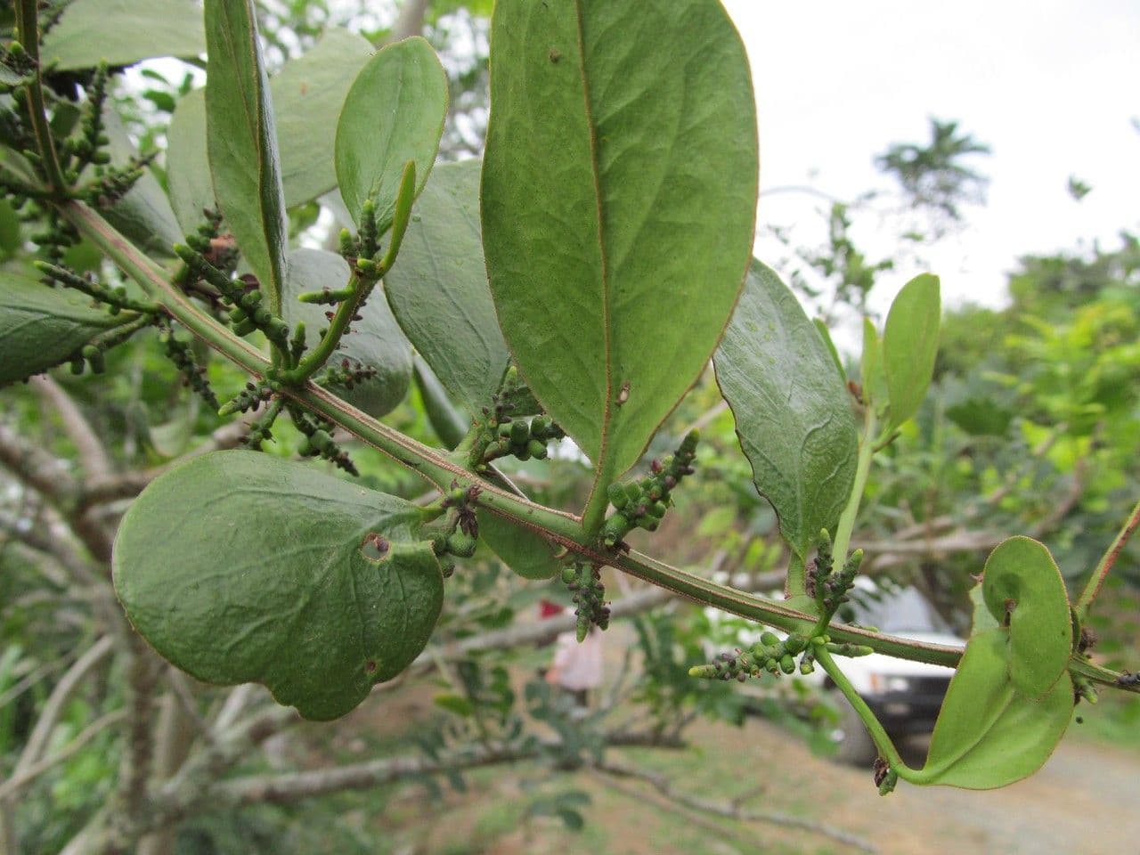 Oryctanthus 3