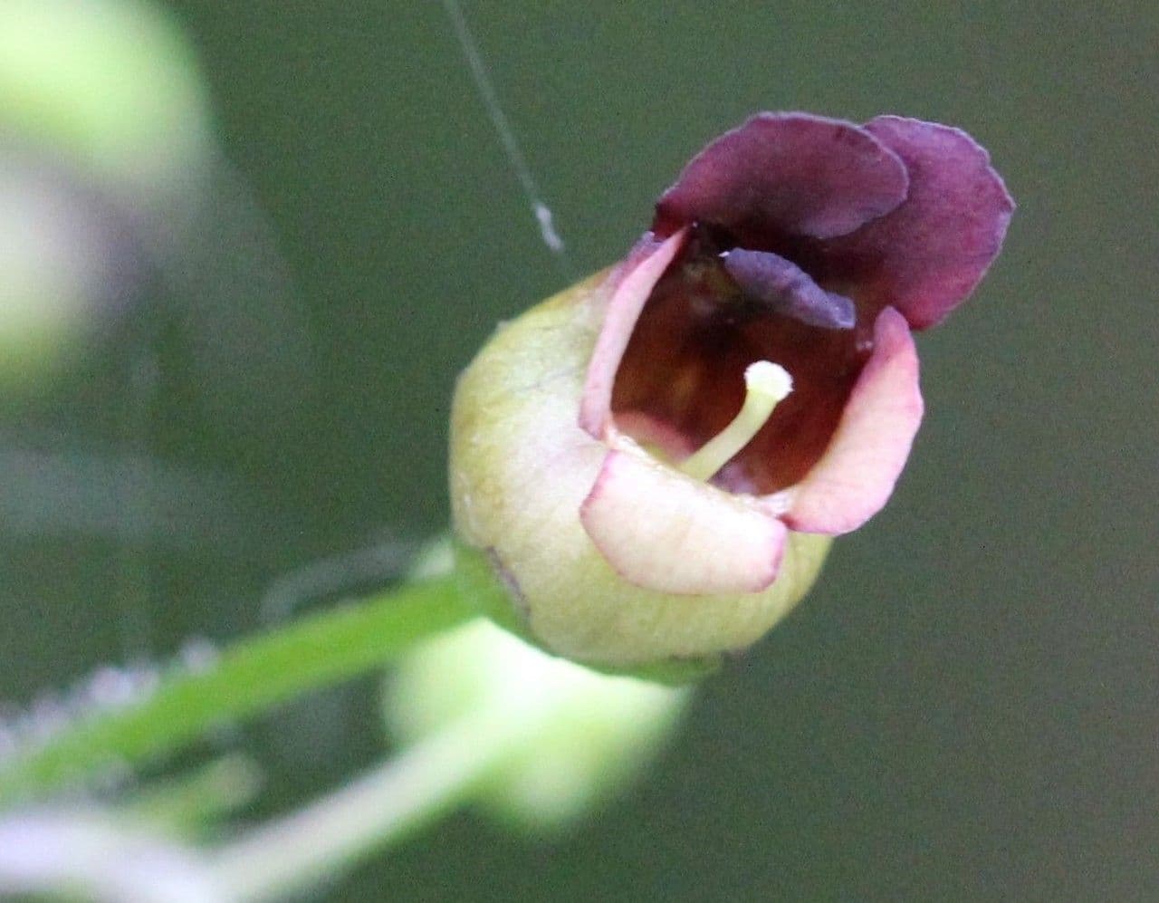 Escrofularia 9