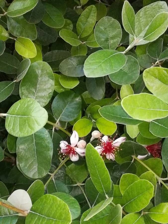 Feijoa 15