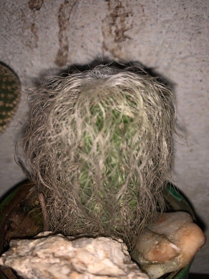 Cactus vecchio 2