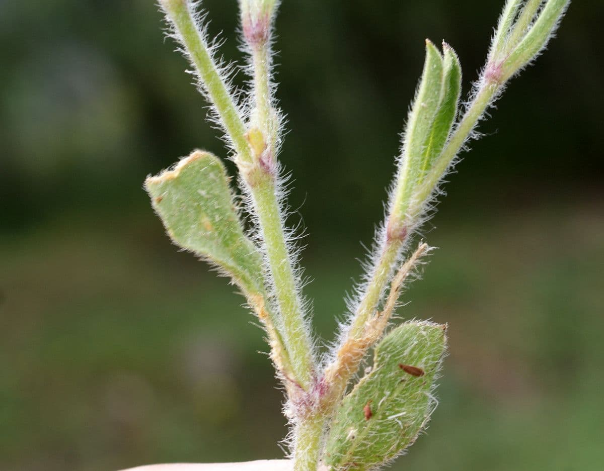 Silene gallica 22