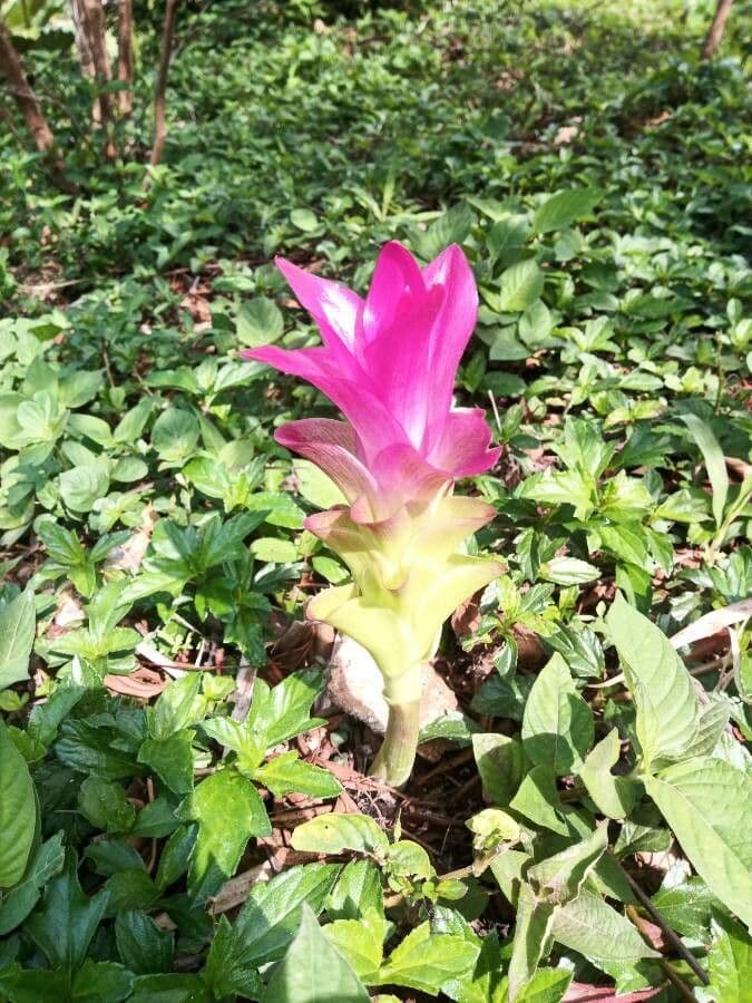 Curcuma aromatica 9