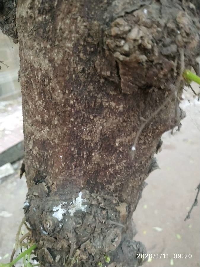 Bilimbi 22