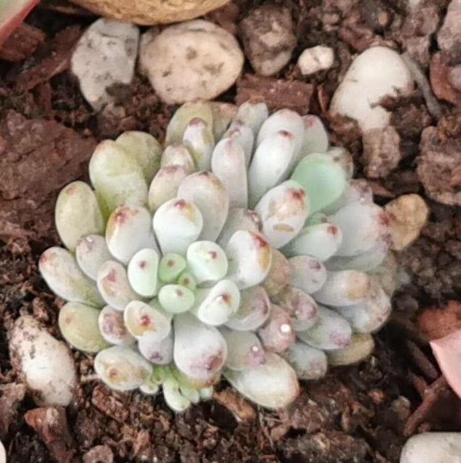 Graptopetalum 3