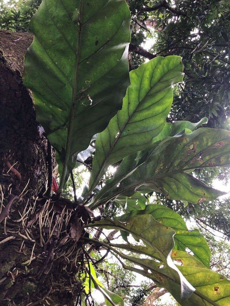 Anturio 10