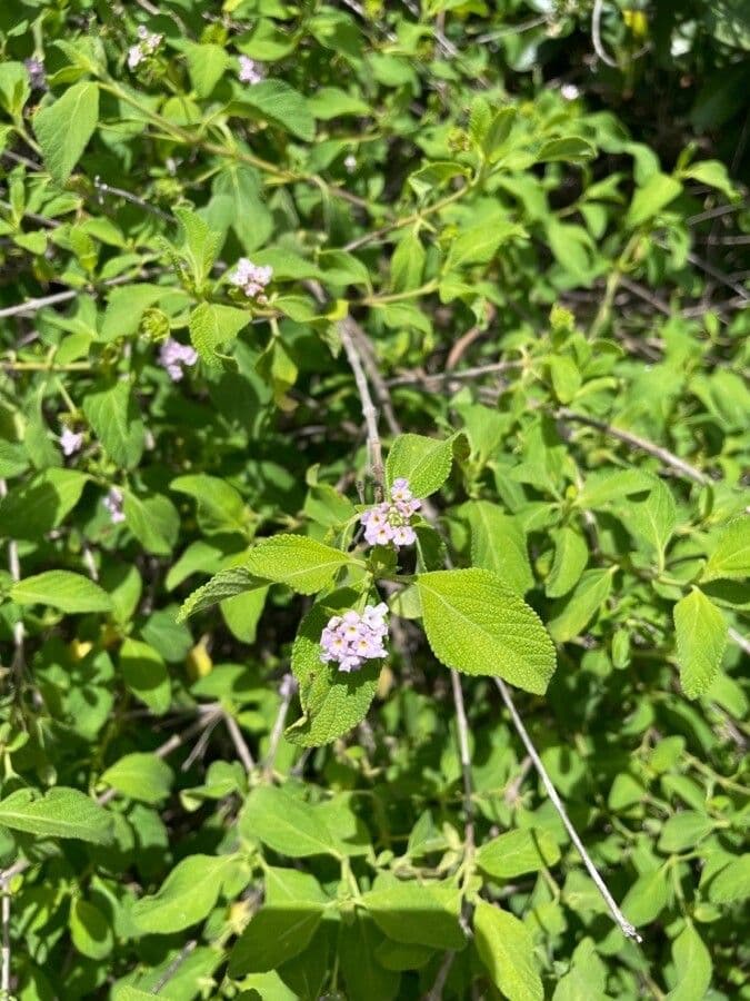 Lantana 7