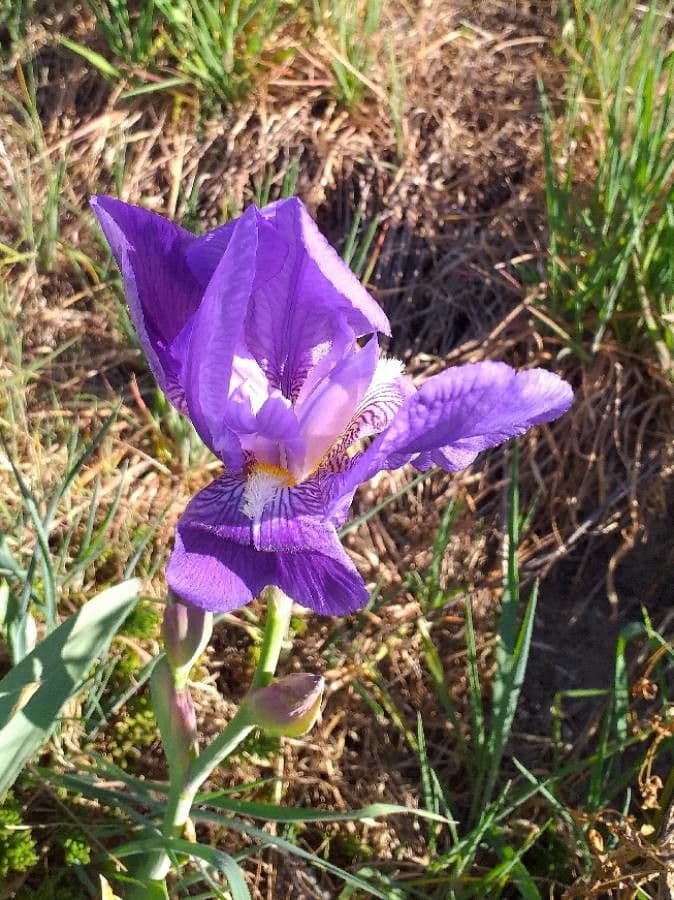 Iris lutescens 8