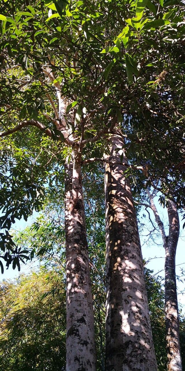 Lithraea molleoides 9