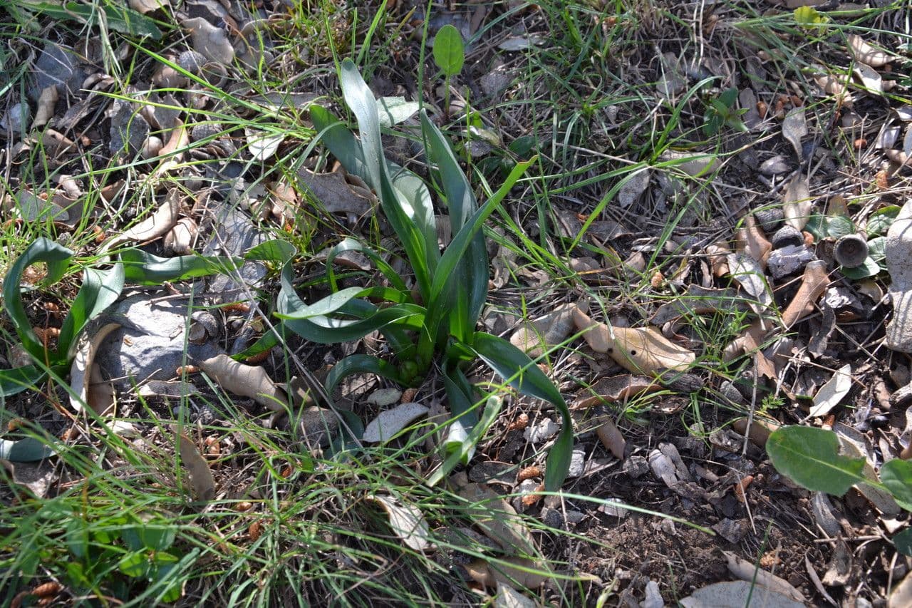 Frühlingsknotenblume 11