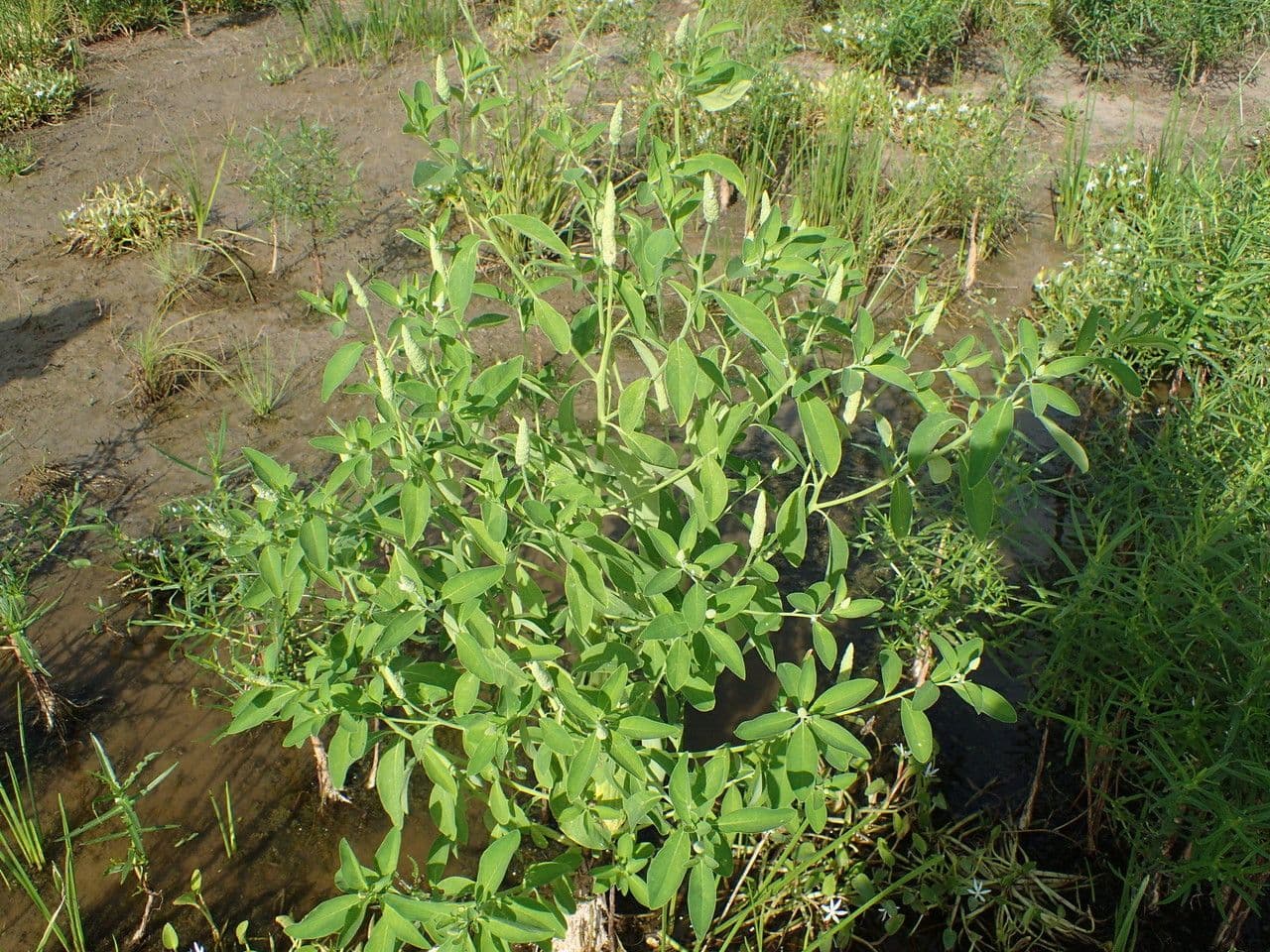 Sphenoclea 8