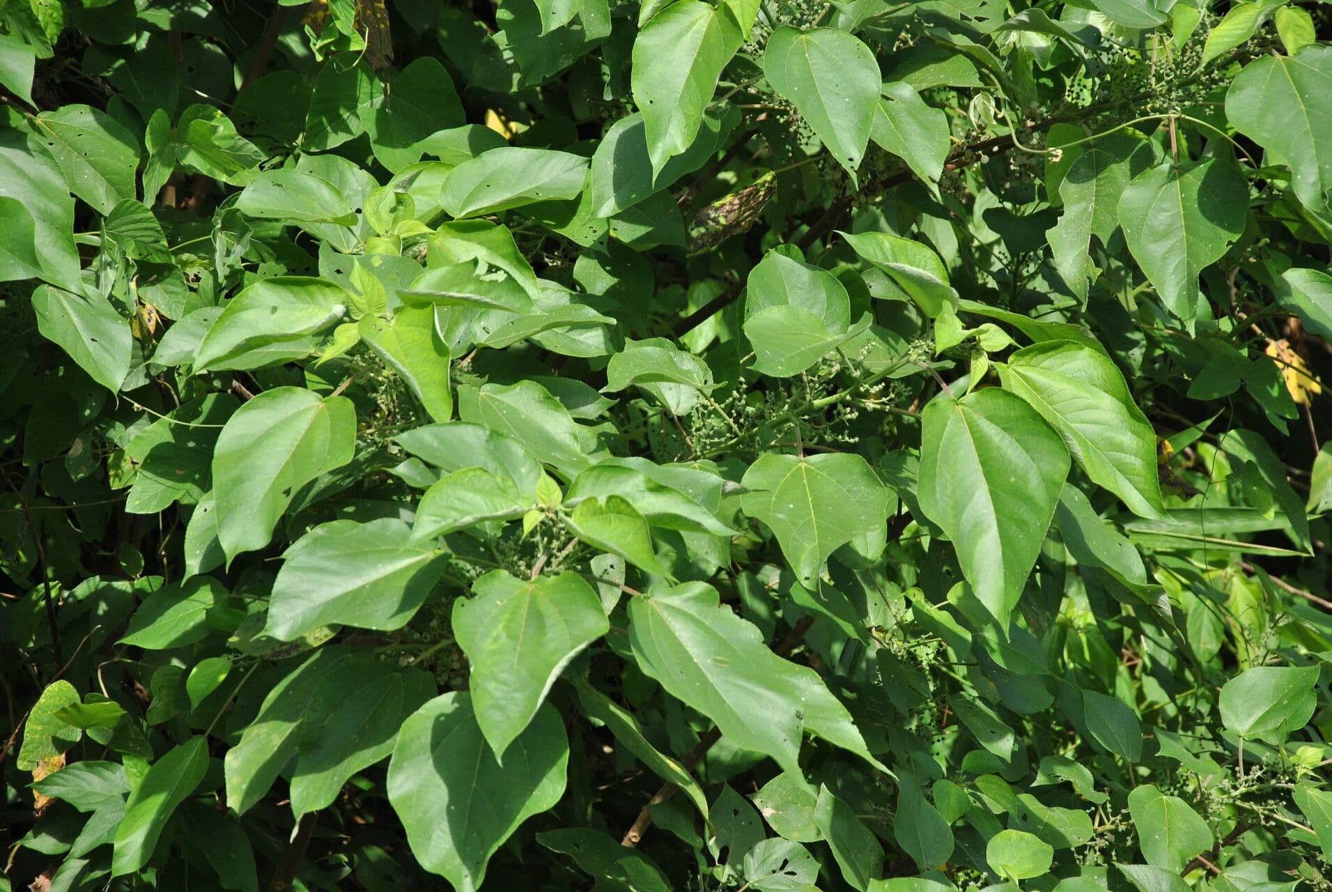 Acalypha 4