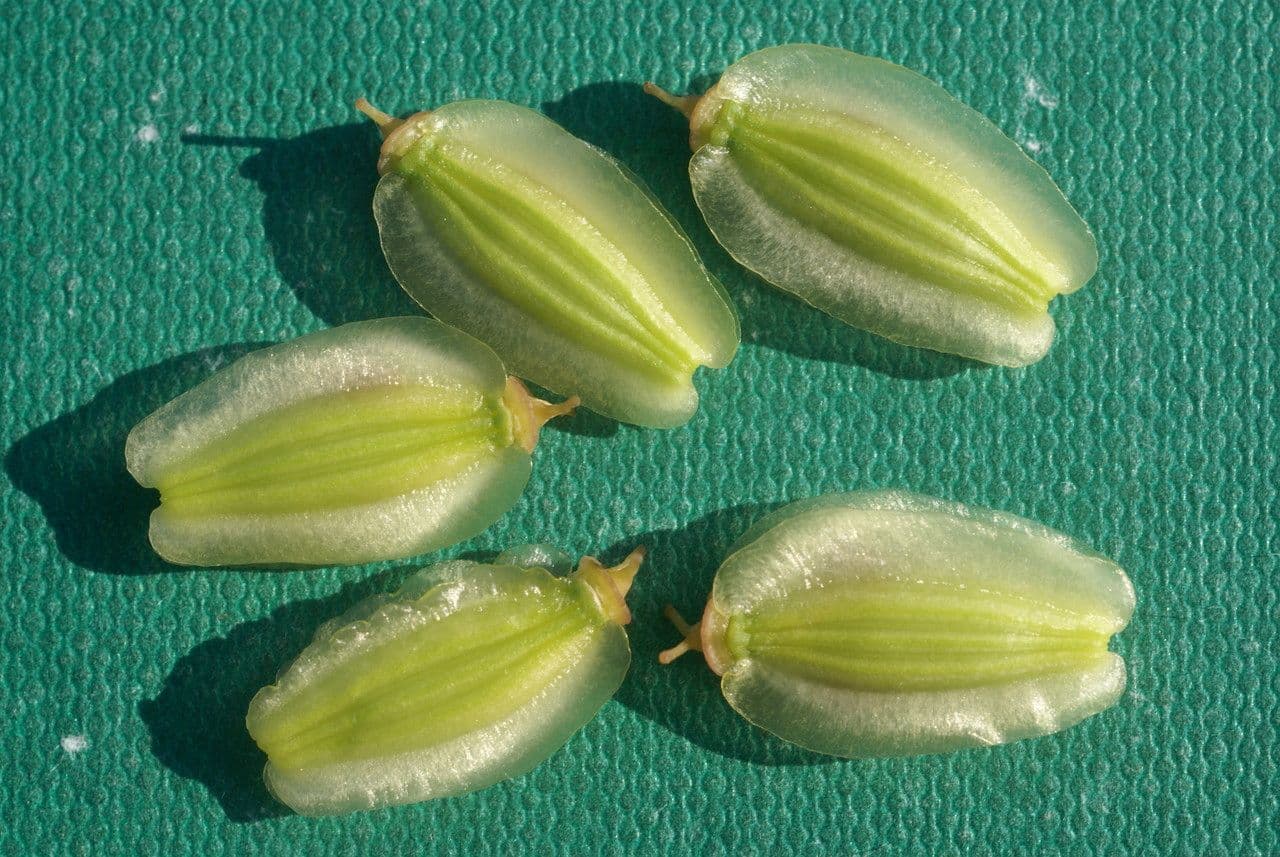 Gargania 4