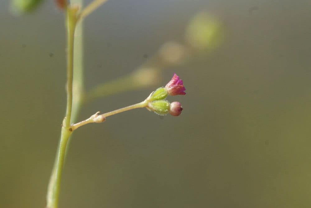 Boerhavia erecta 9