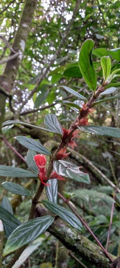 Columnea 2