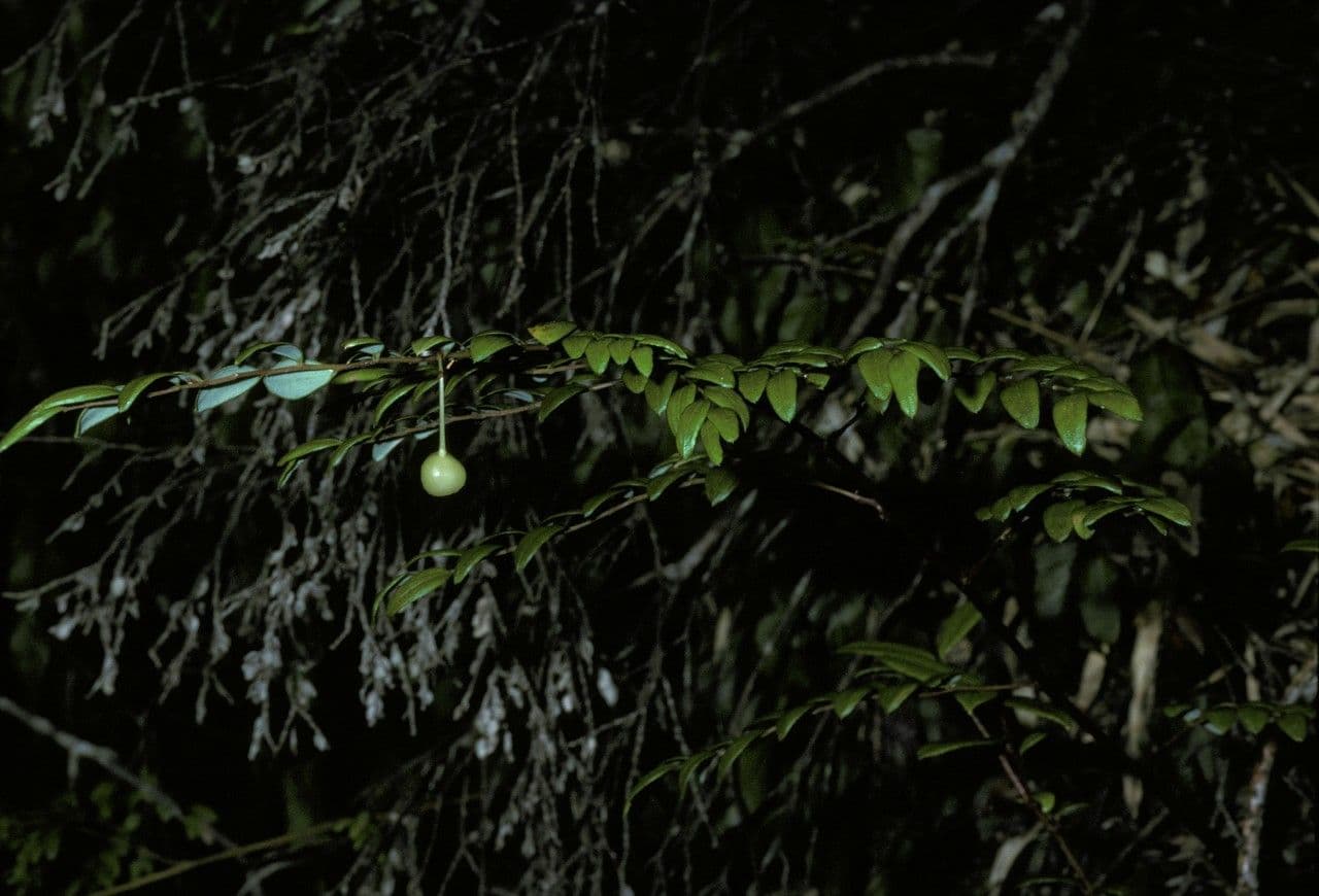 Luzuriaga