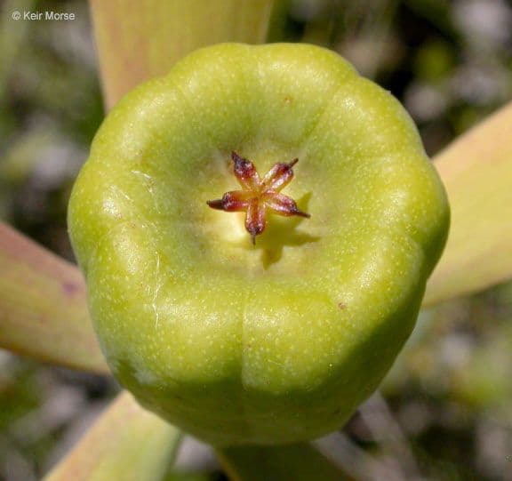 Darlingtonia californica 2