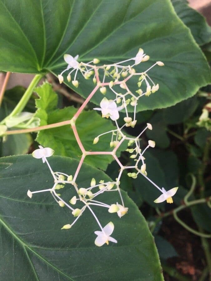 Begonia