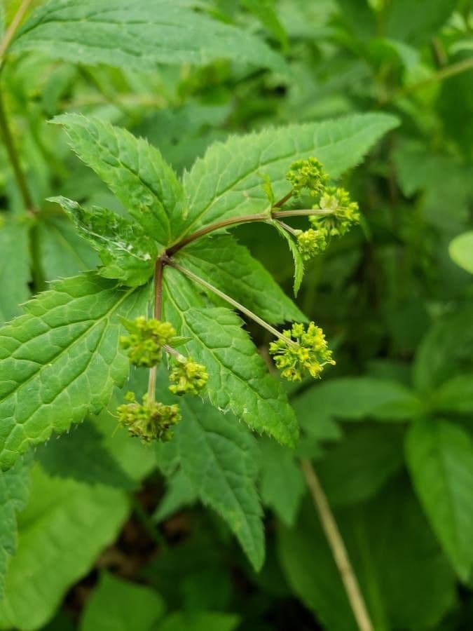 Sanicula canadensis 10