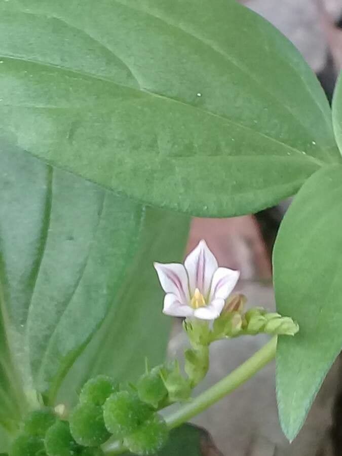 Spigelia 10