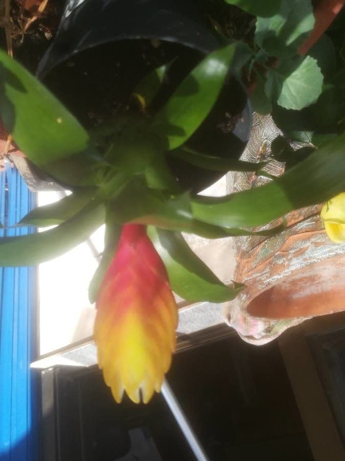 Vriesea eliconioide 14