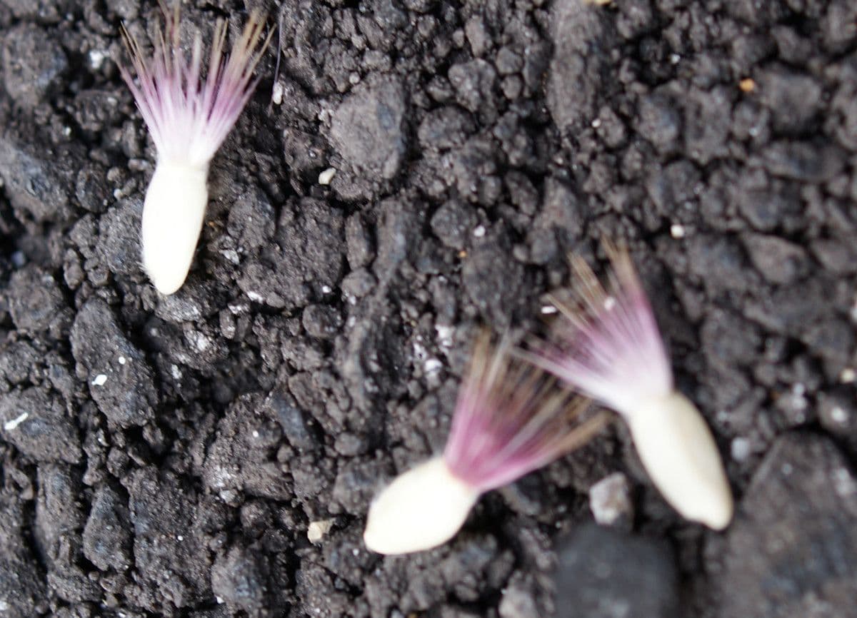 Centaurea 2