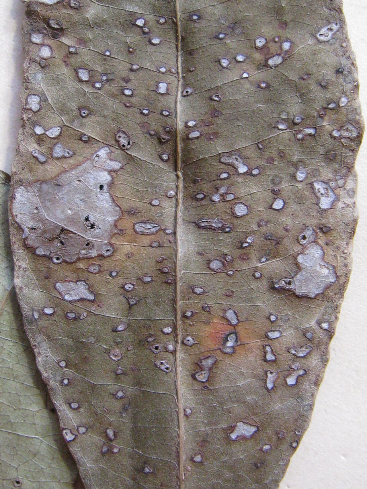 Eriotheca surinamesa 4