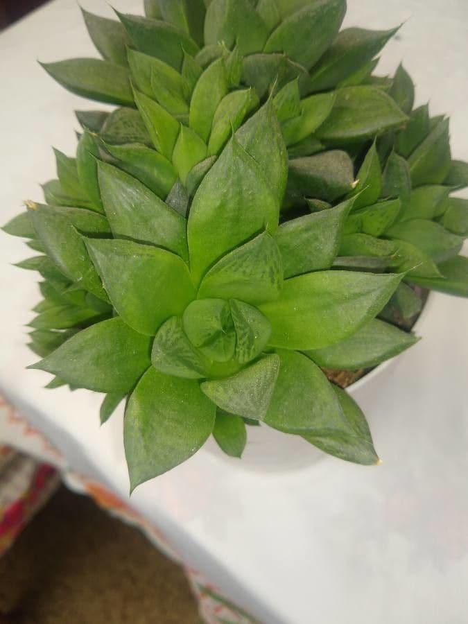 Haworthia 10