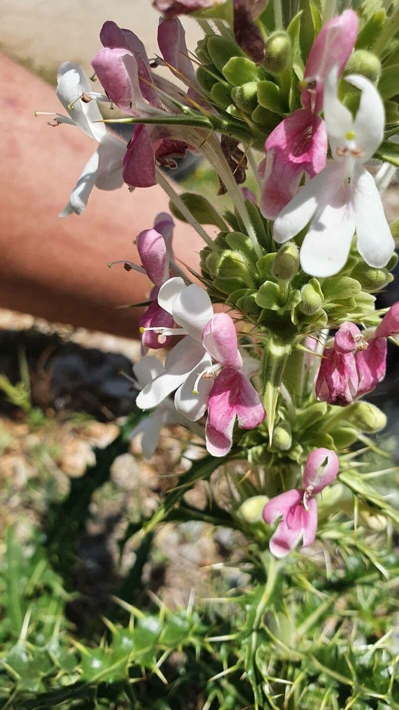 Campanula persiana 3
