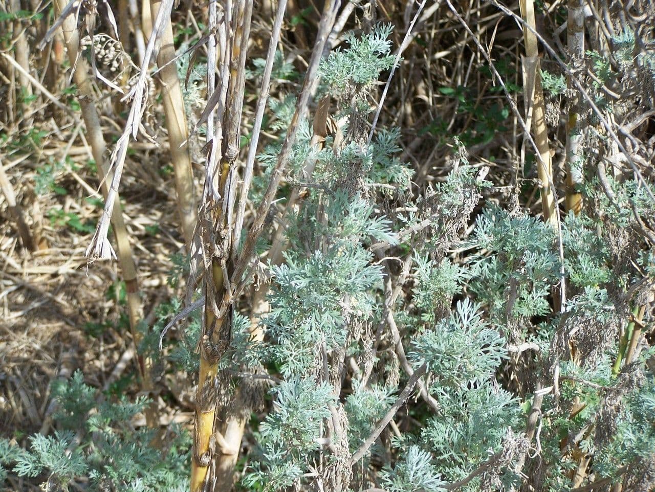 Artemisa 9