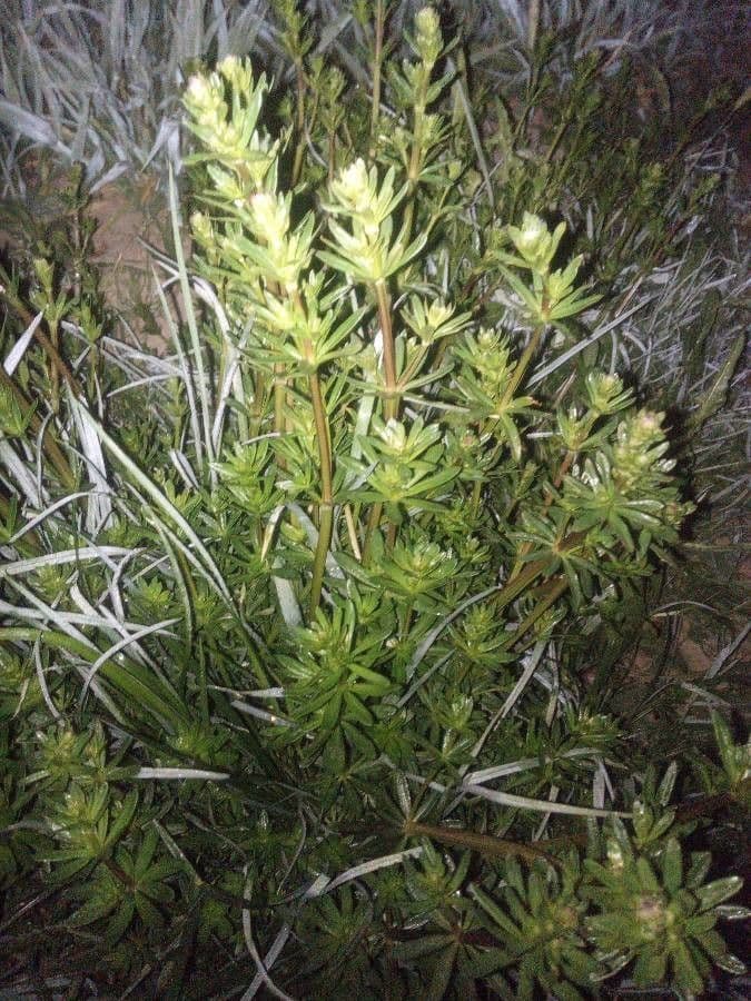 Asperula 13
