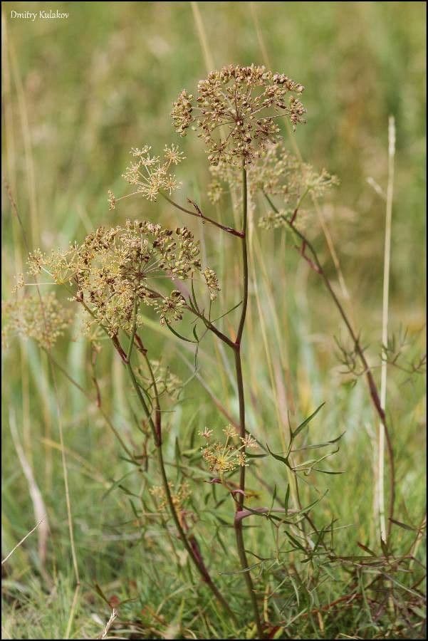 Cenolophium 2
