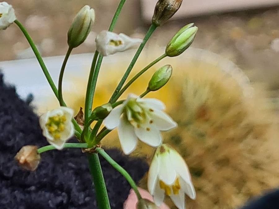 Nothoscordum 5