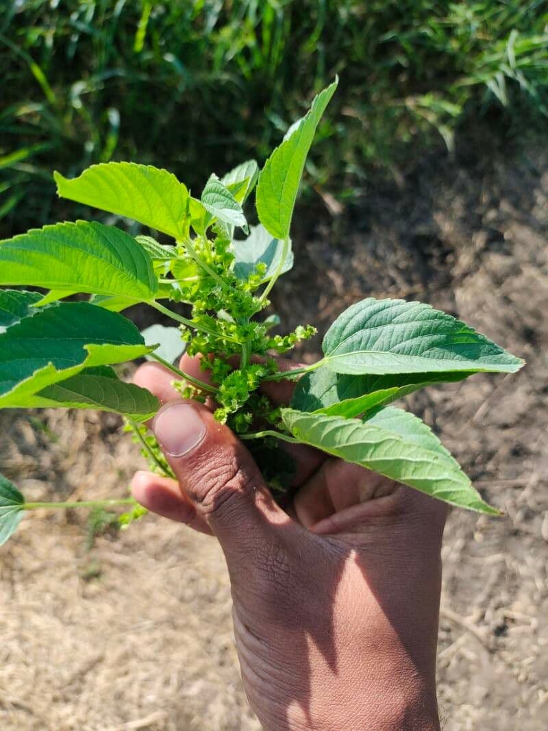 Acalypha