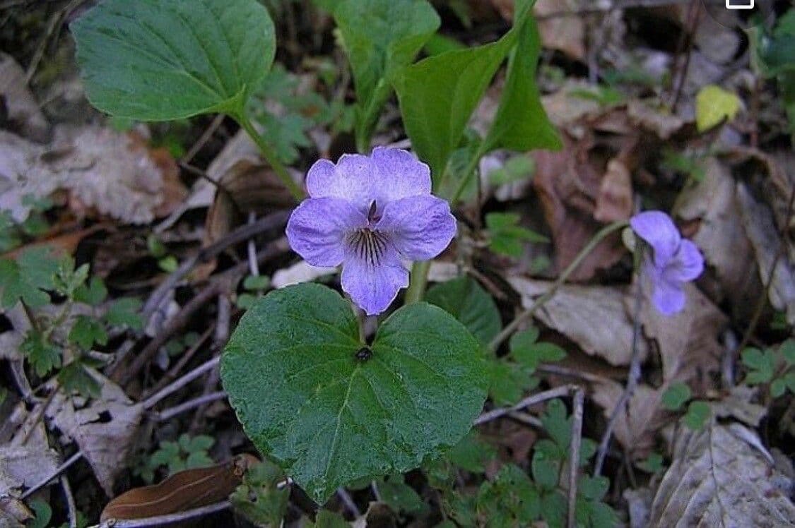 Viola mirabile 9