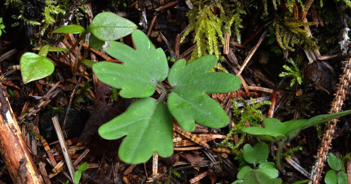 Cardamine di Nuttall 11