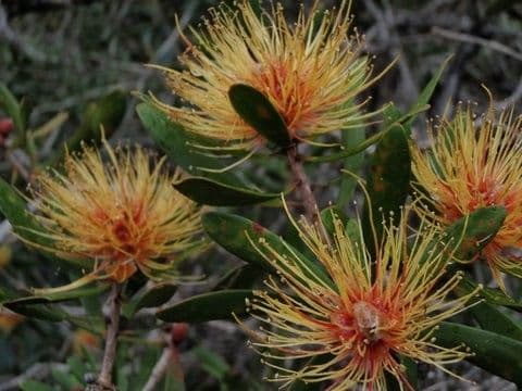 Melaleuca 4