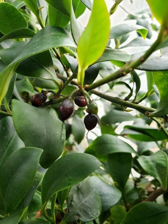 Cleyera giapponese