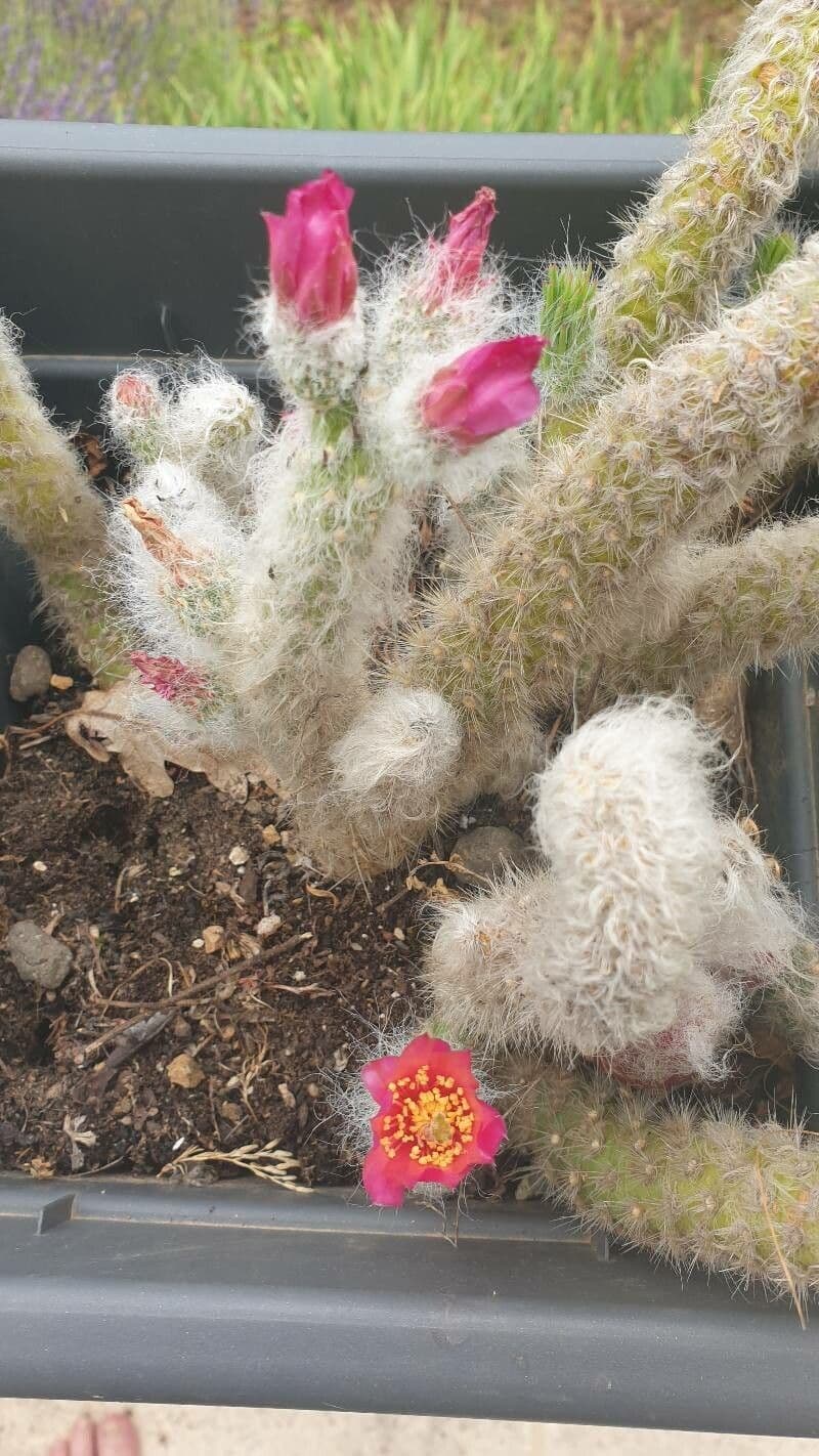Austrocylindropuntia 4
