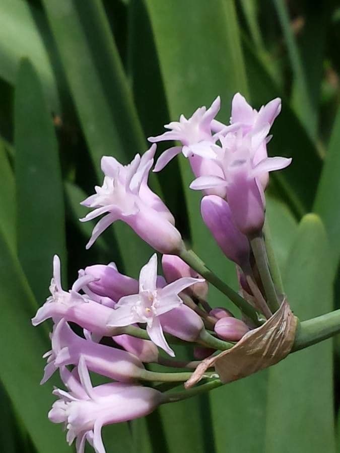 Tulbaghia 2