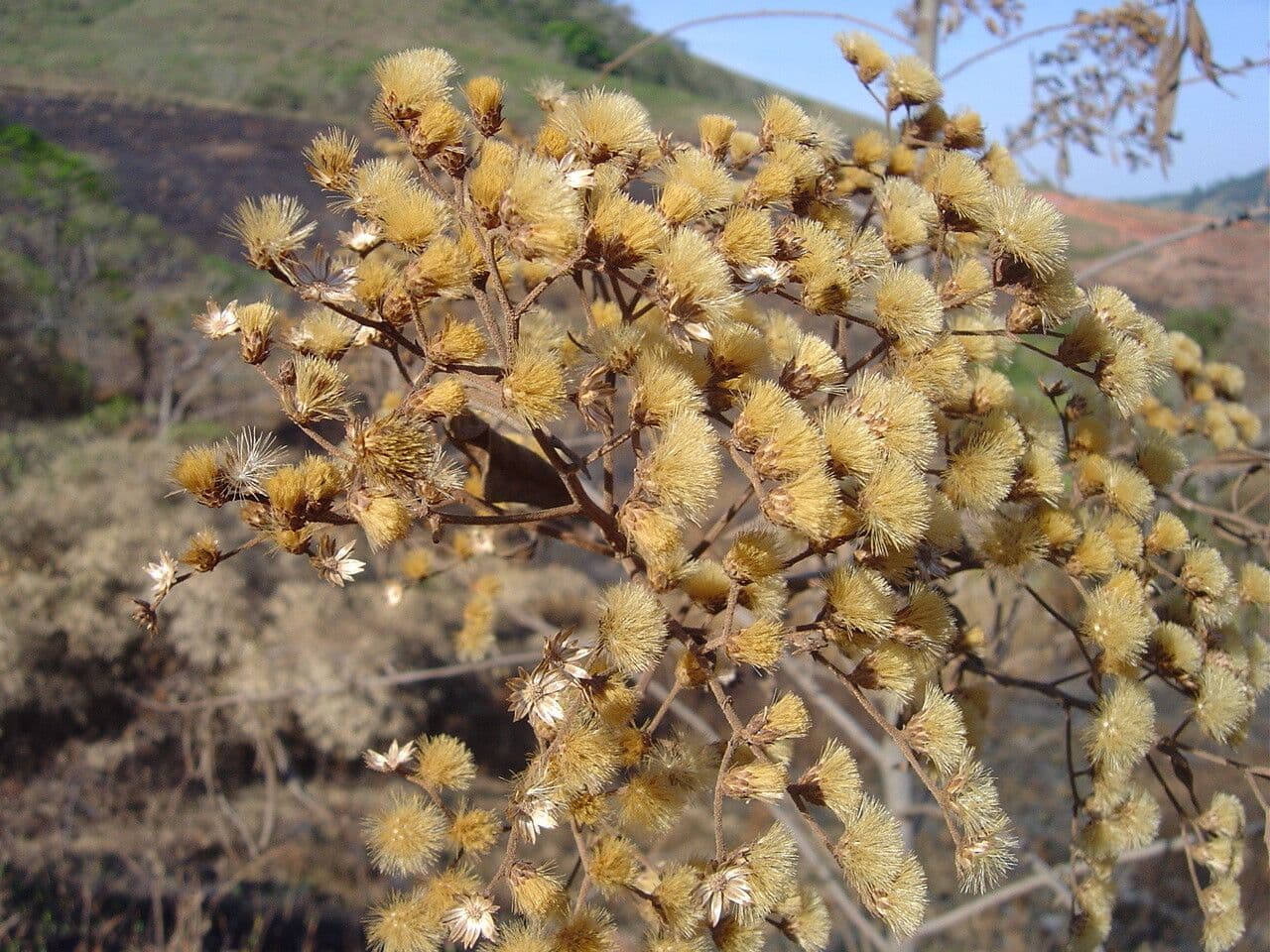Vernonanthura ferruginea 2