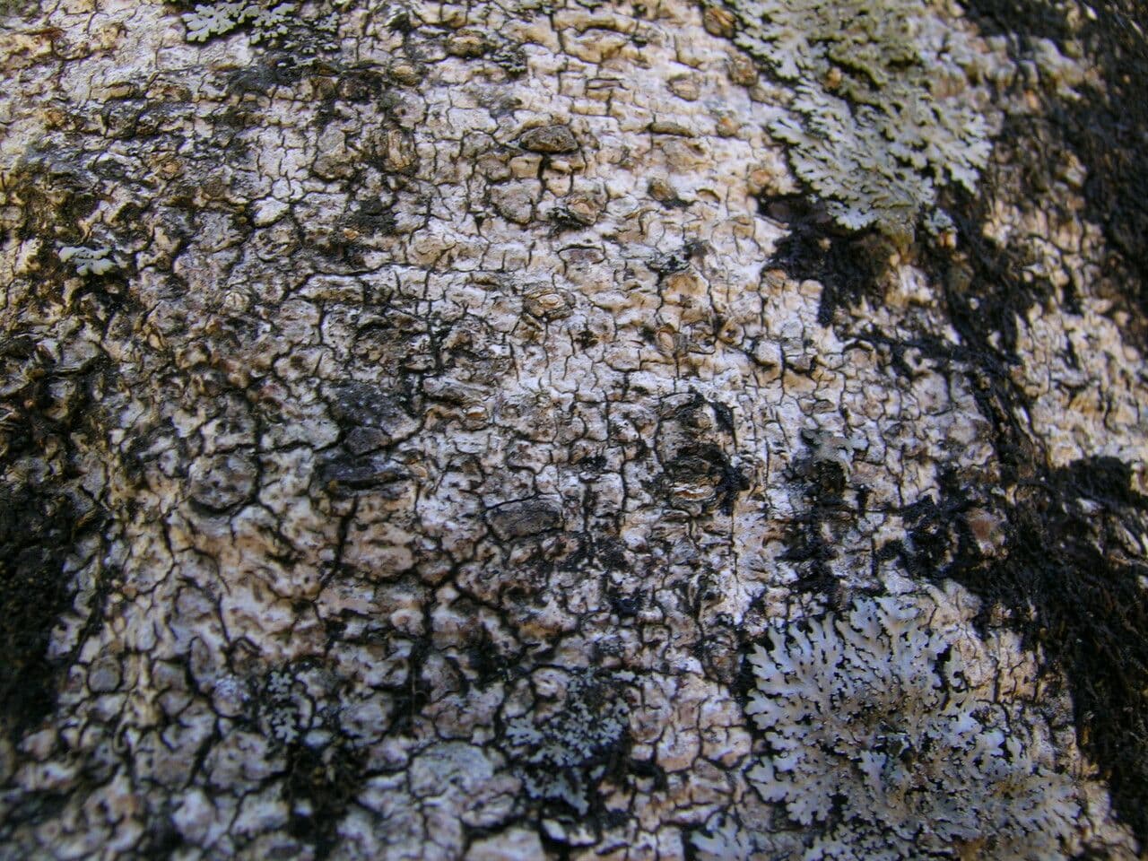 Esche 13