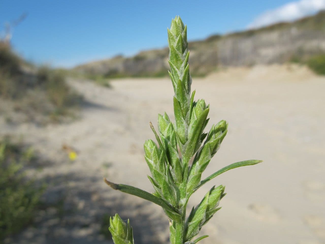 Corispermum di Pallas 20