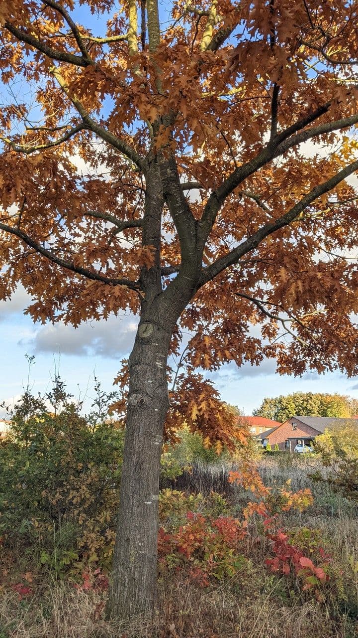 Rot-Eiche 12